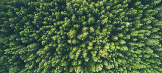 Kuvassa metsä ylhäältäpäin kuvattuna. 
Ympäristöjohtamisen asiantuntijapalveluiden tarkoituksena on varmistaa, että suunnittelussa ja toteutuksessa noudatetaan ympäristöön liittyviä lakeja ja määräyksiä