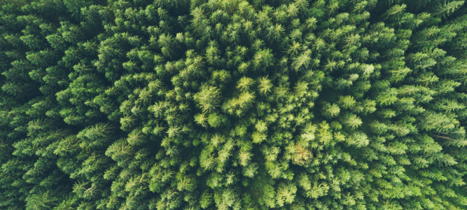 Kuvassa metsä ylhäältäpäin kuvattuna.
Ympäristöjohtamisen asiantuntijapalveluiden tarkoituksena on varmistaa, että suunnittelussa ja toteutuksessa noudatetaan ympäristöön liittyviä lakeja ja määräyksiä